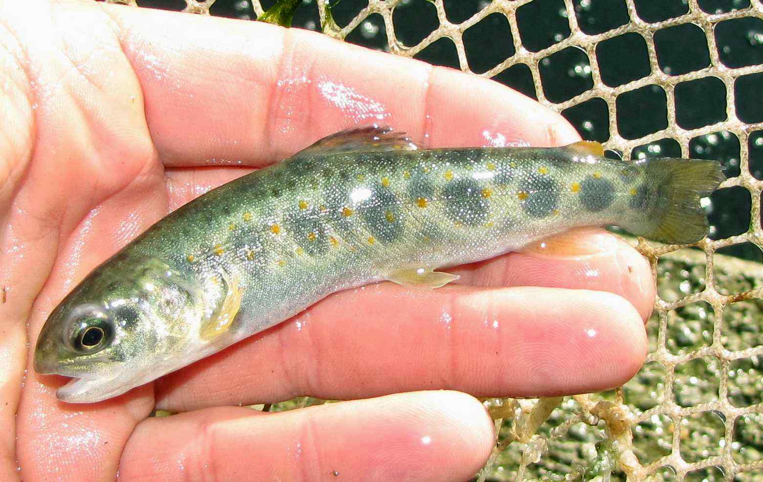 Salmo trutta complex: nuova sintesi sulle origini